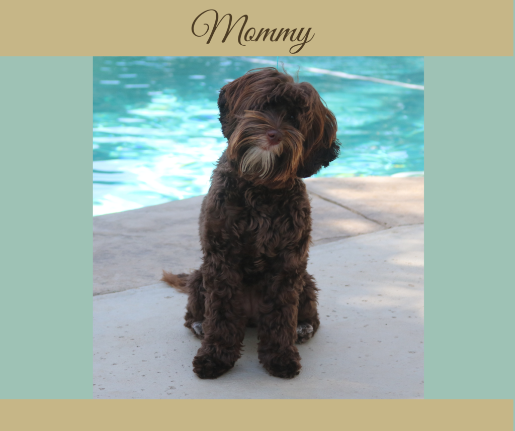 Mini Chocolate Australian Labradoodle