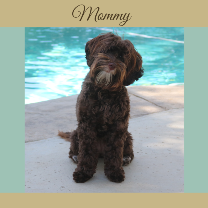 Mini Chocolate Australian Labradoodle