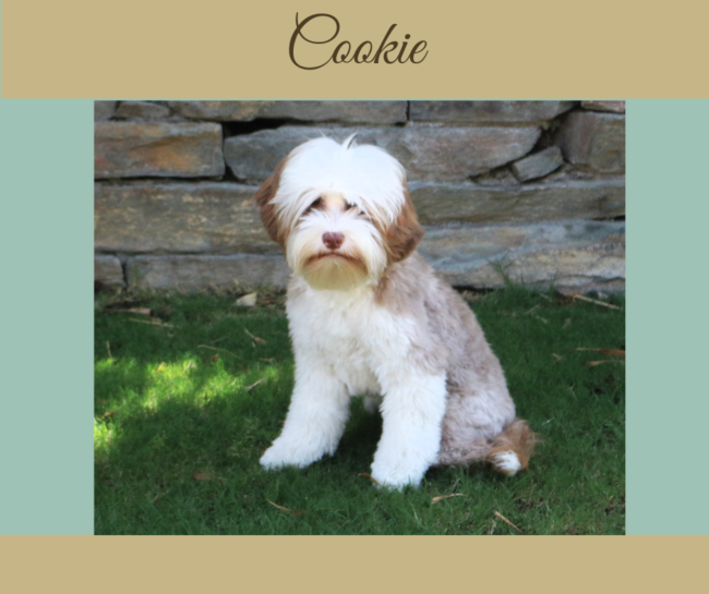 Mini Tuxedo Australian Labradoodle