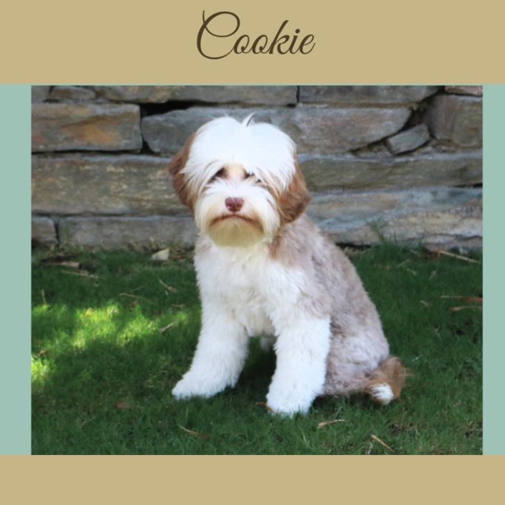 Mini Tuxedo Australian Labradoodle