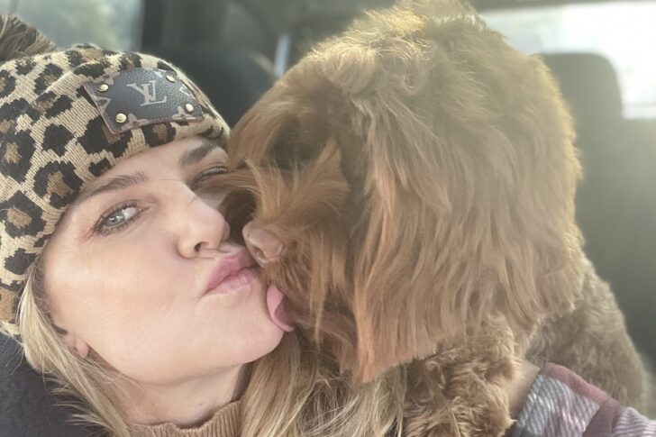 Medium Caramel Australian Labradoodle