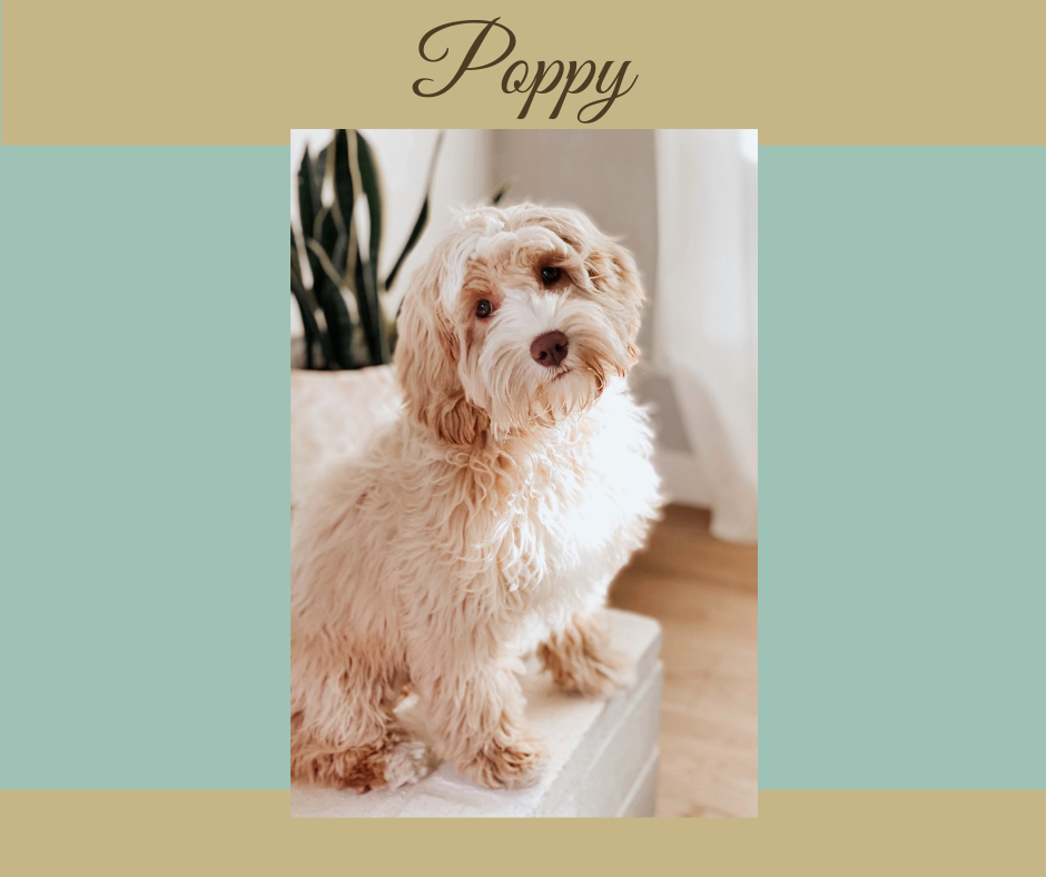 Poppy1!website info pic Mini caramel Australian Labradoodle