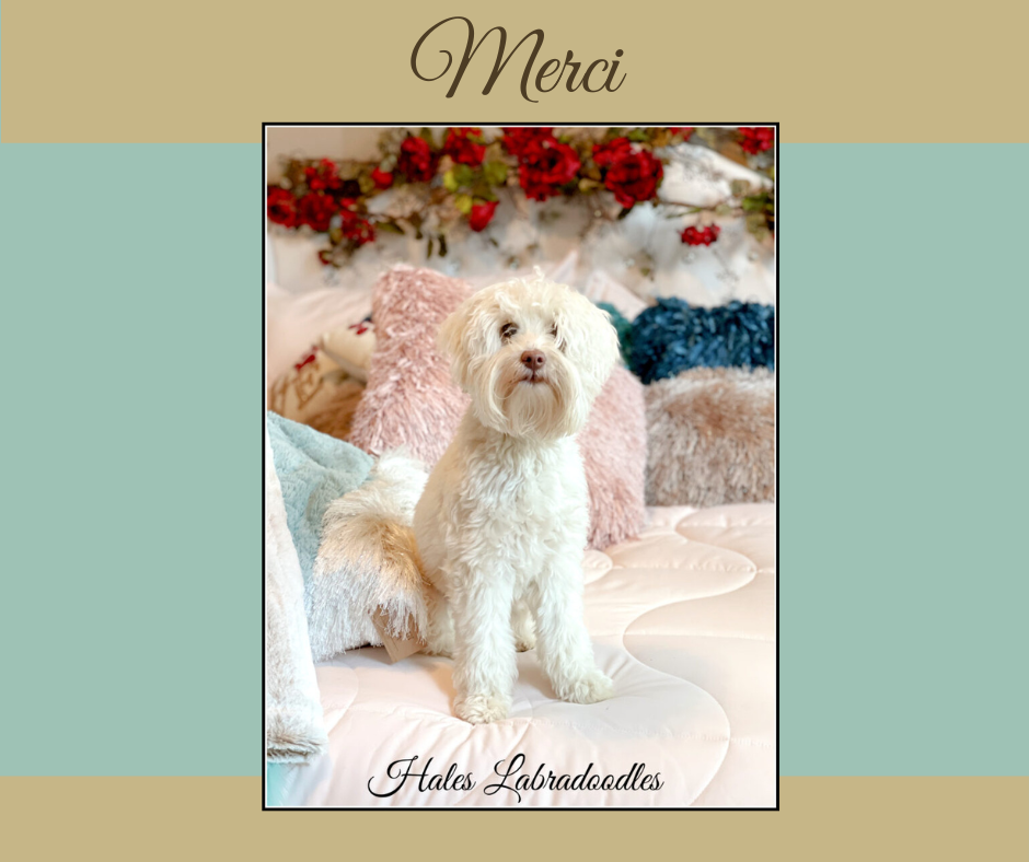 Mini Australian Labradoodle