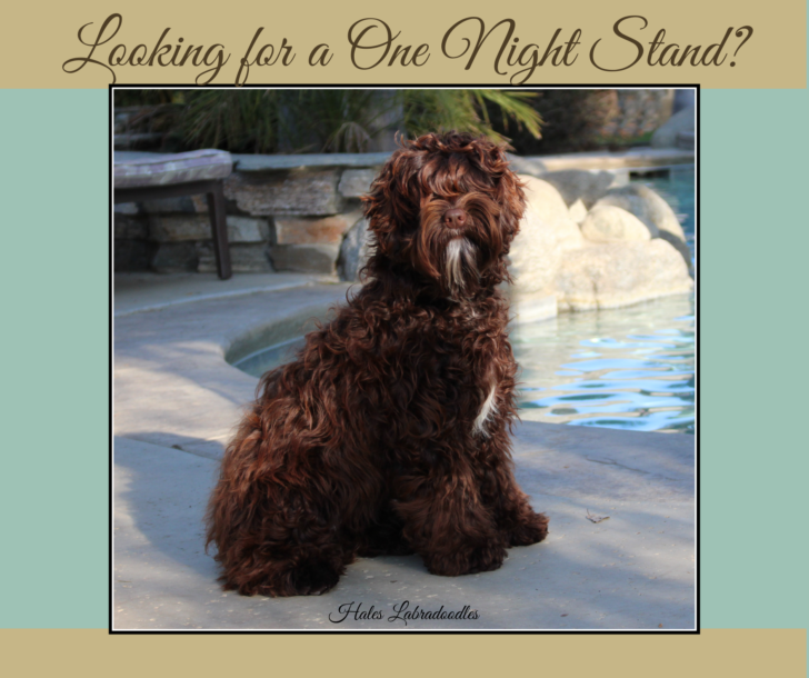 Chocolate mini Australian Labradoodle