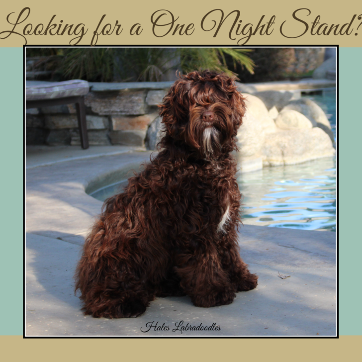 Chocolate mini Australian Labradoodle