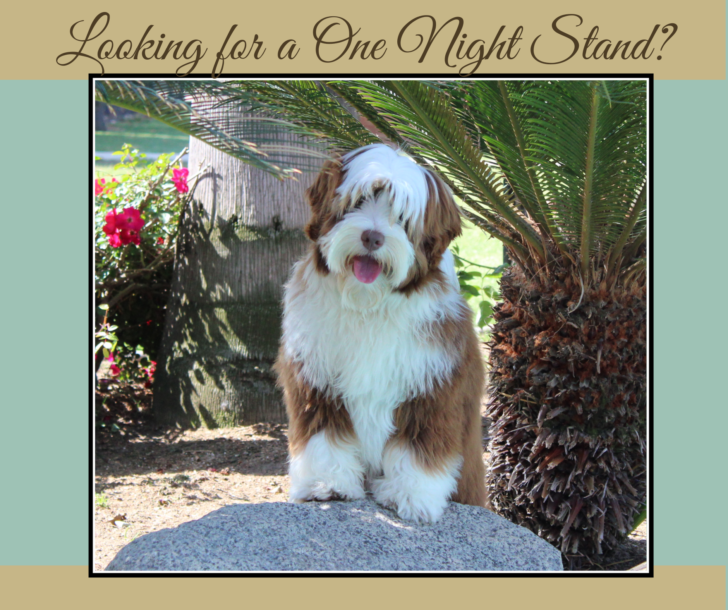 Micro mini Australian Labradoodle Puppy