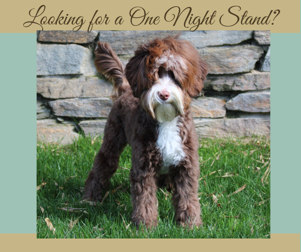 Mini Australian Labradoodle