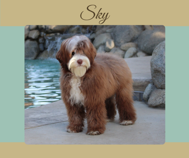 Chocolate Tuxedo Australian Labradoodle