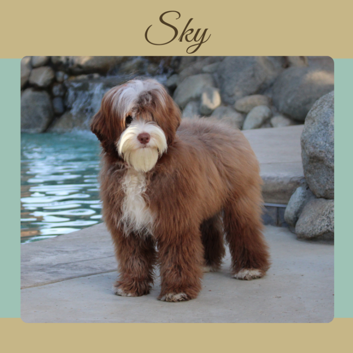 Chocolate Tuxedo Australian Labradoodle
