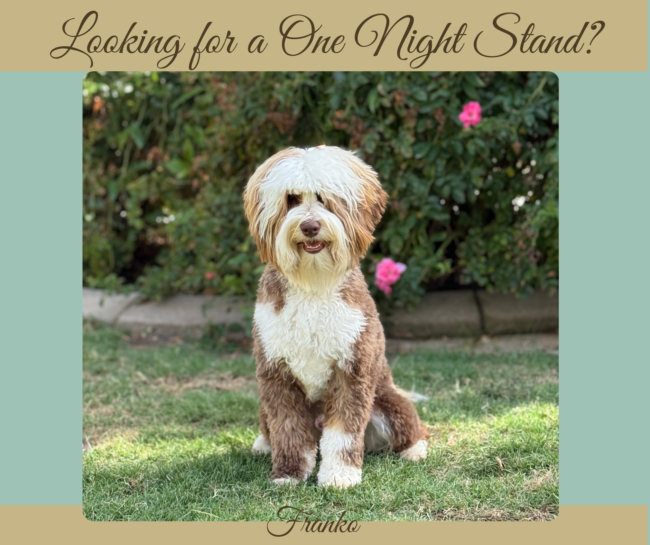 Micro-Mini Australian Labradoodle