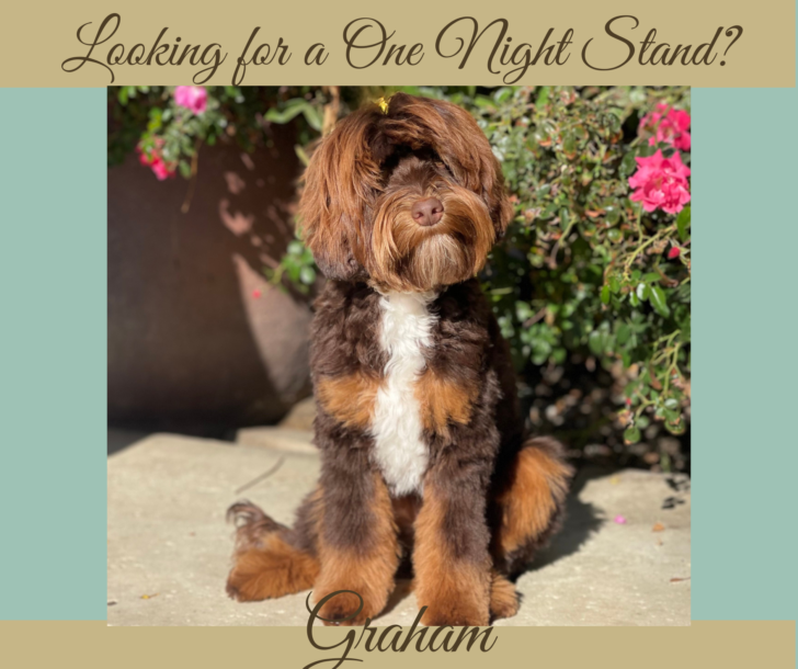 Chocolate Phantom Australian Labradoodle