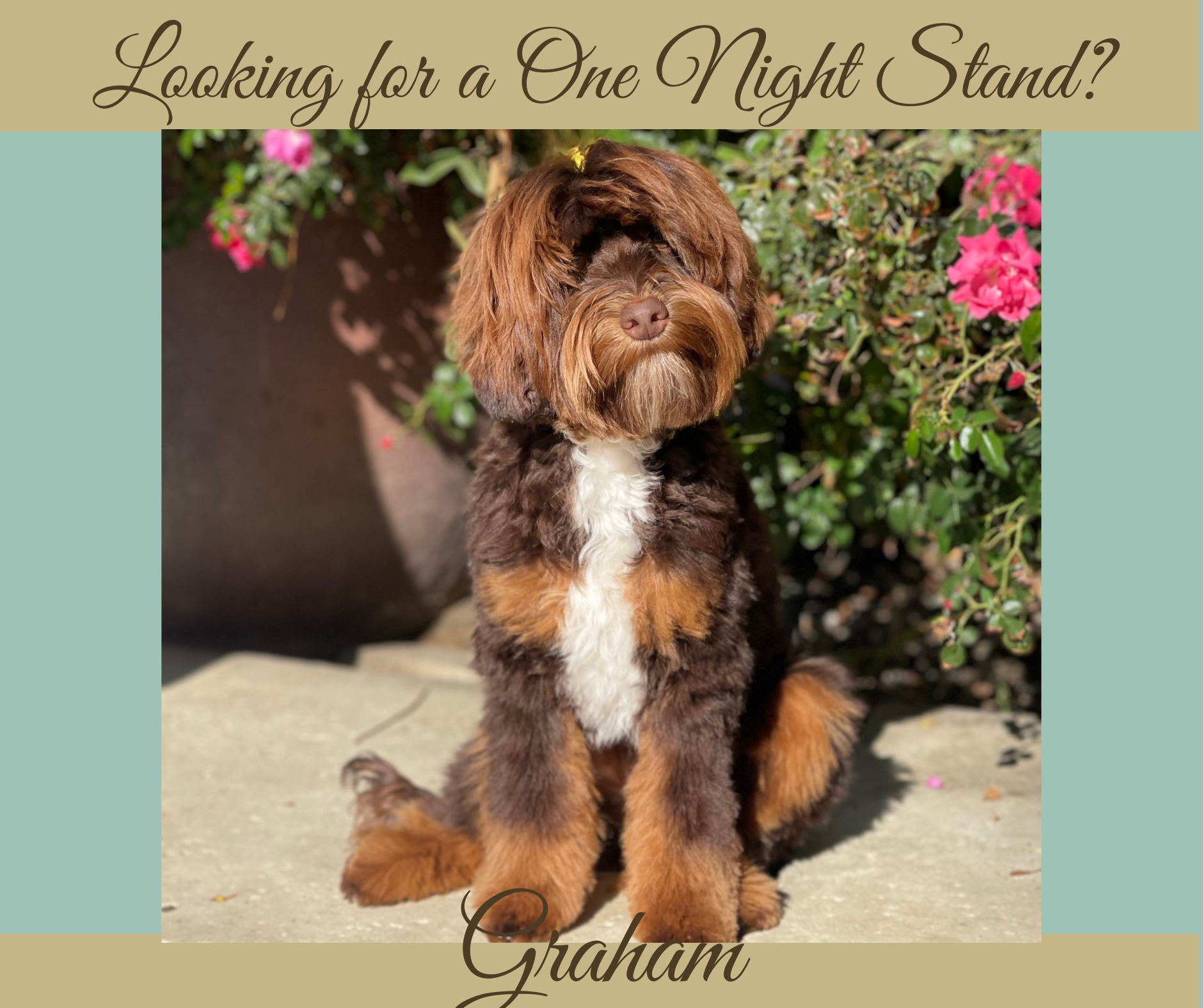 Graham- website info pic Chocolate Phantom Australian Labradoodle