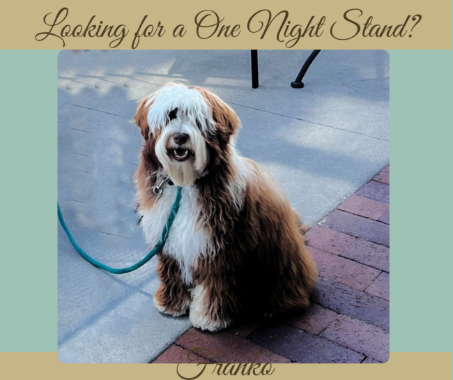 Micro-Mini Chocolate Tuxedo Australian Labradoodle