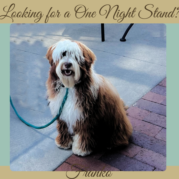 Micro-Mini Chocolate Tuxedo Australian Labradoodle