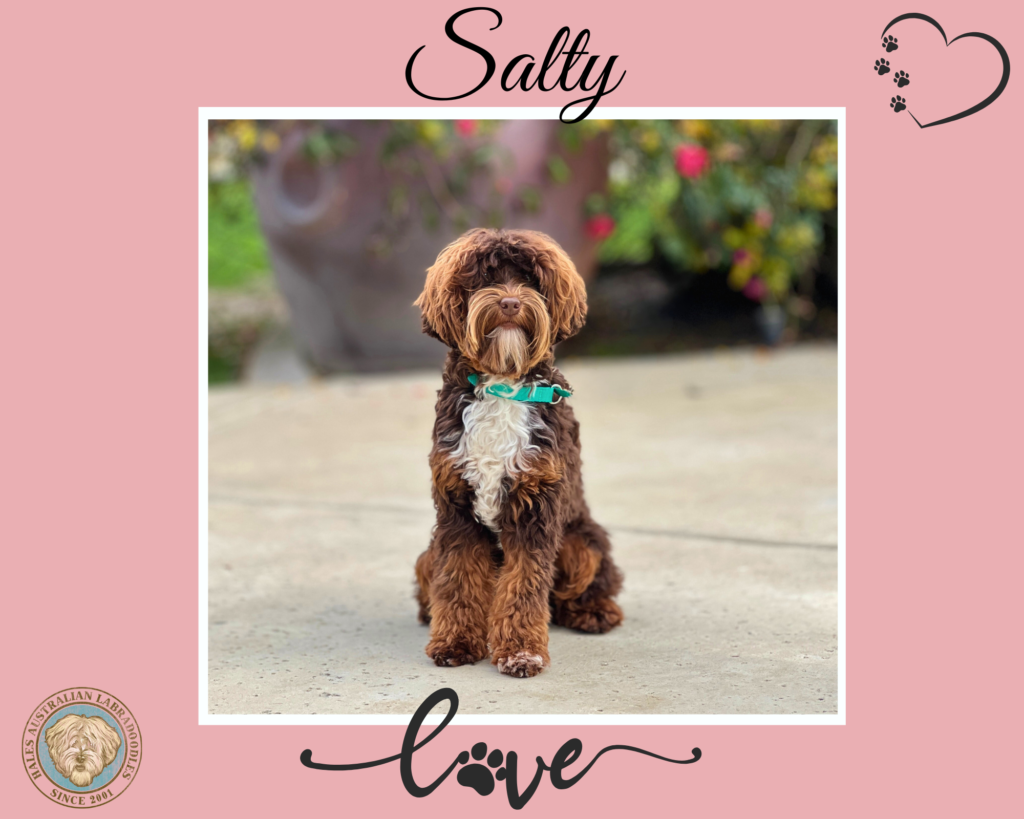 Micro Mini Australian Labradoodle