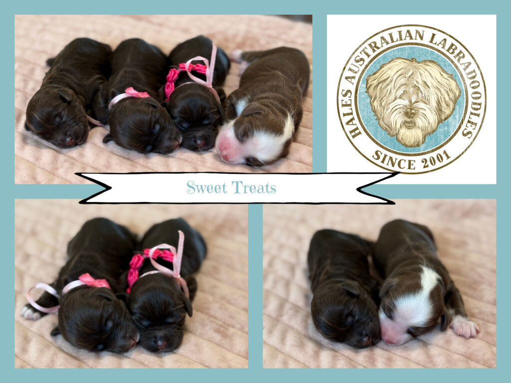 Australian Labradoodle Puppies
