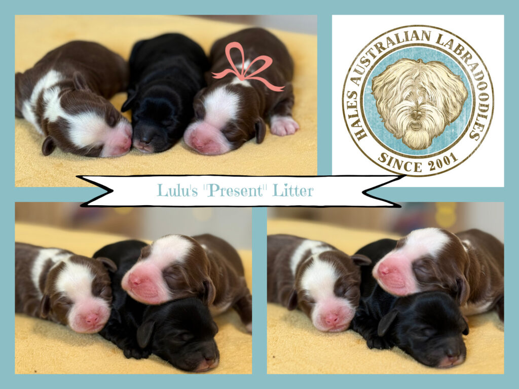 Newborn Australian Labradoodle puppies
