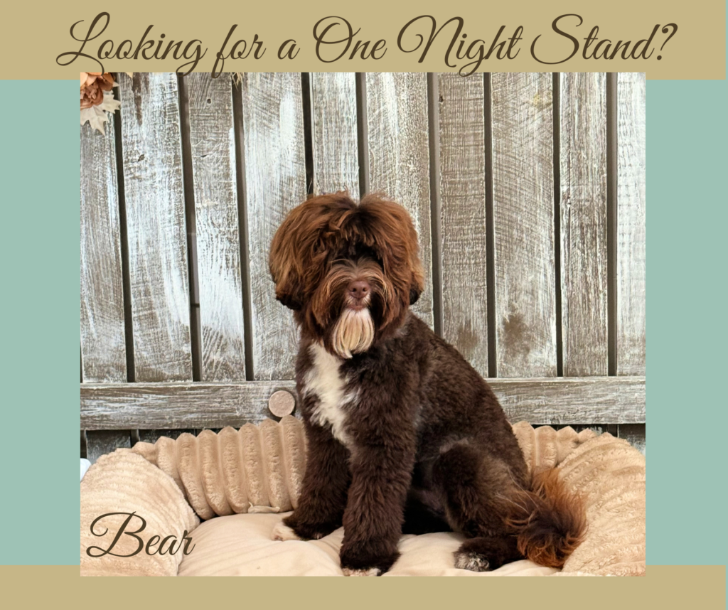 Micro Mini Chocolate Australian Labradoodle