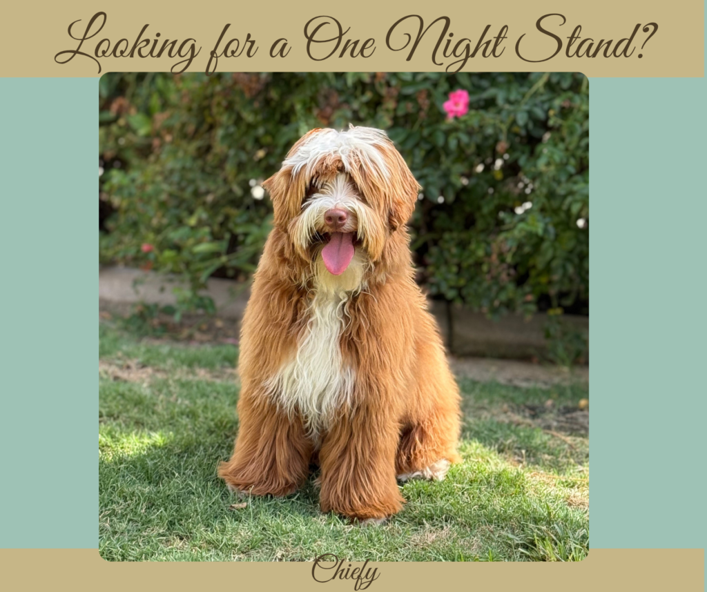 Caramel Red Micro Mini Australian Labradoodle