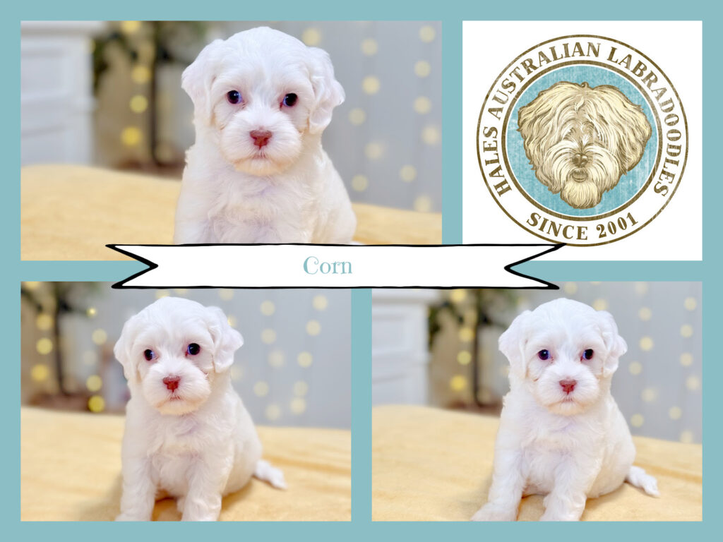 Mini Australian Labradoodle Puppy