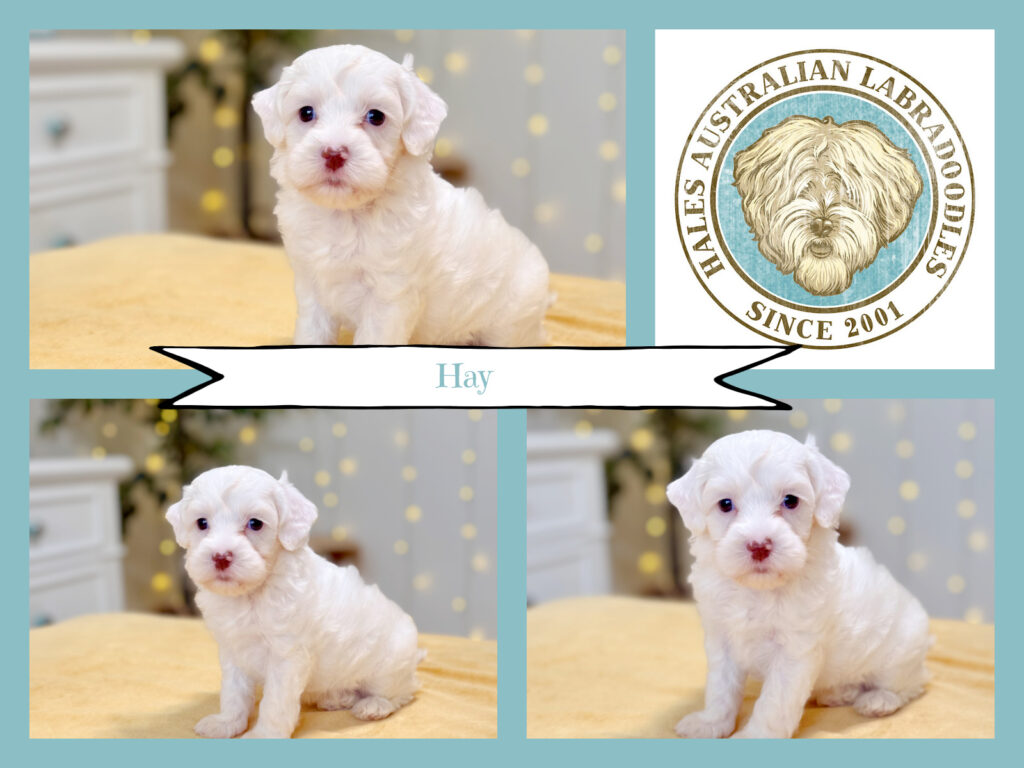 Mini Australian Labradoodle Puppy
