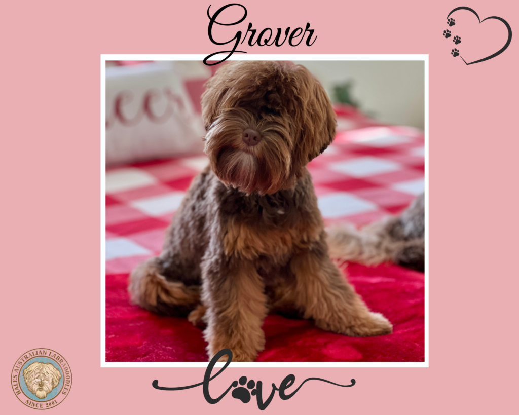 Micro Mini Phantom Australian Labradoodle Puppy