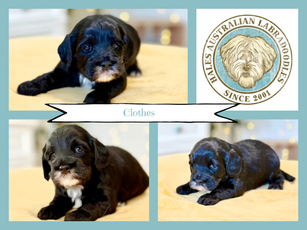 Mini Australian Labradoodle