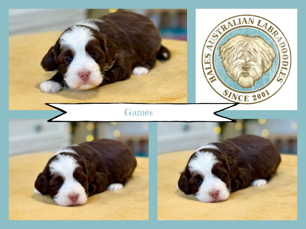 Mini Australian Labradoodle