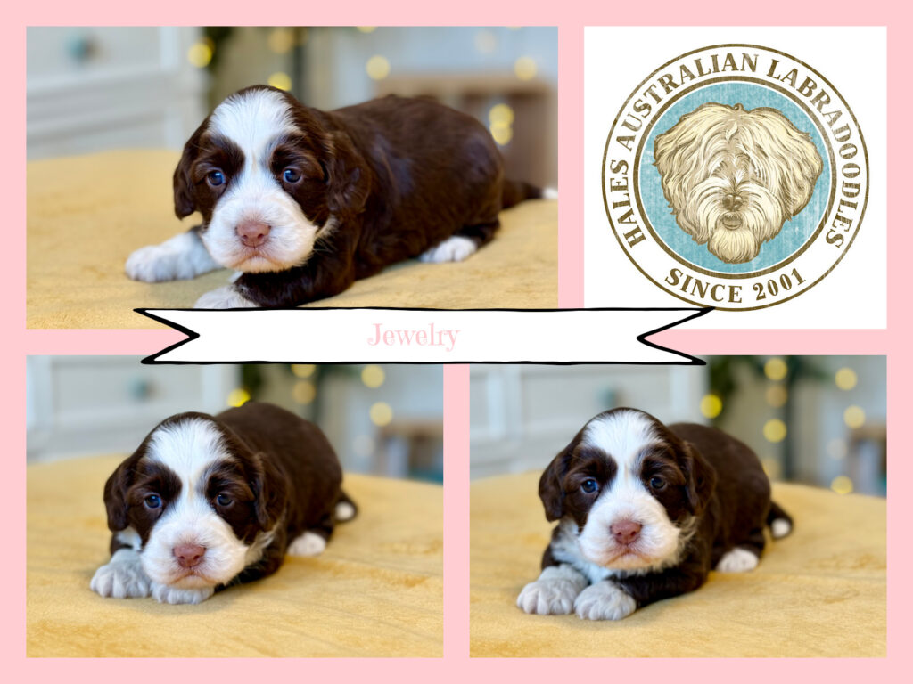 Mini Australian Labradoodle