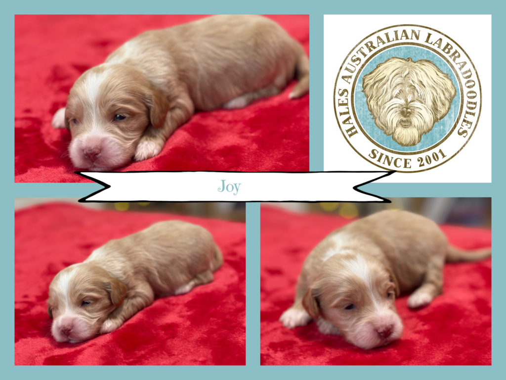 Mini Australian Labradoodle