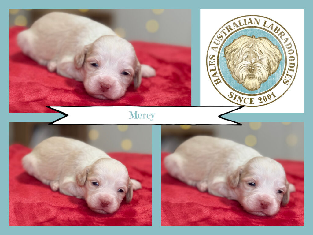 Mini Australian Labradoodle