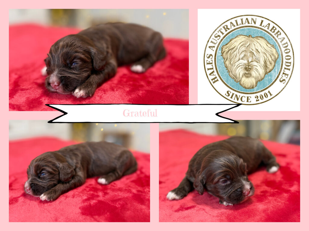 Mini Australian Labradoodle