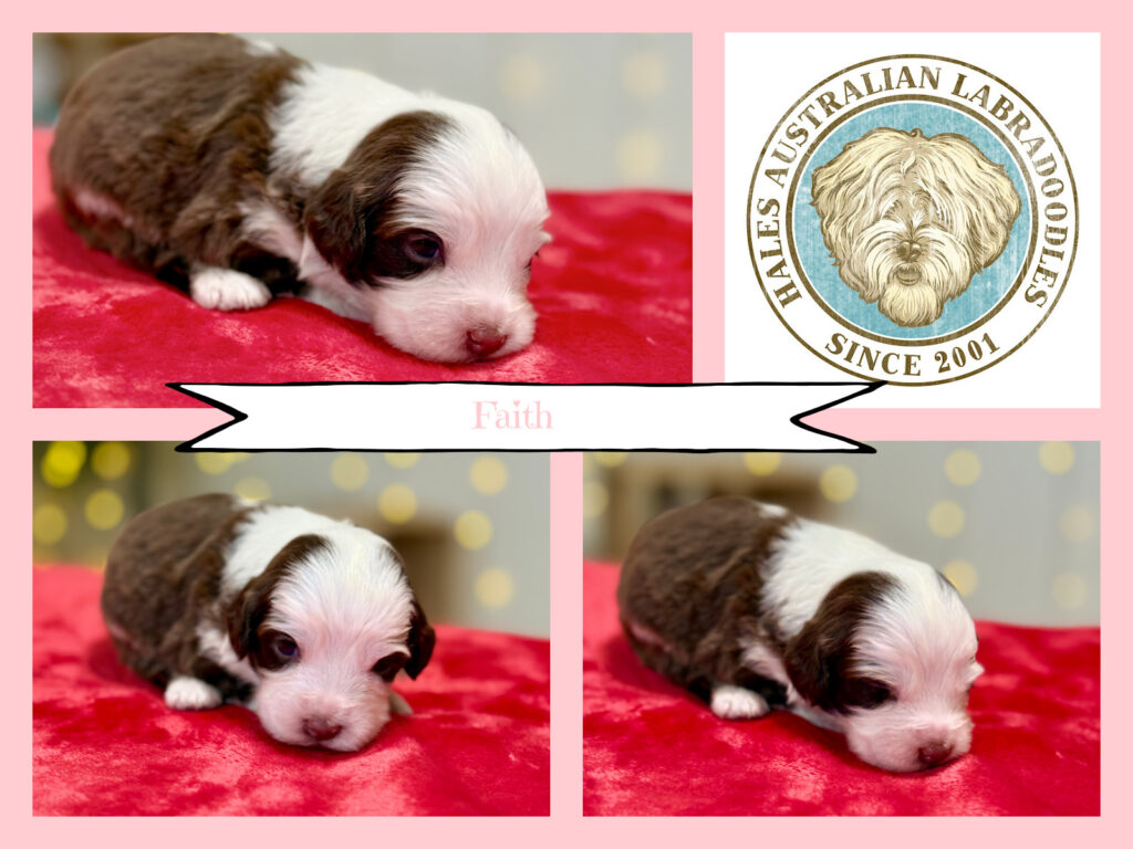 Mini Australian Labradoodle