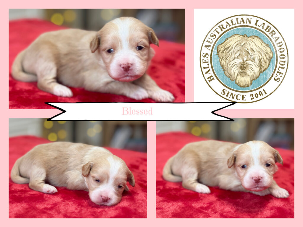 Mini Australian Labradoodle