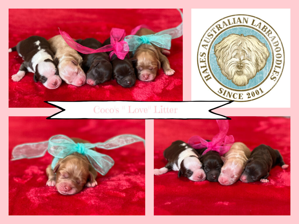 Coco & Goose's NB litter pics Australian Labradoodle Puppies