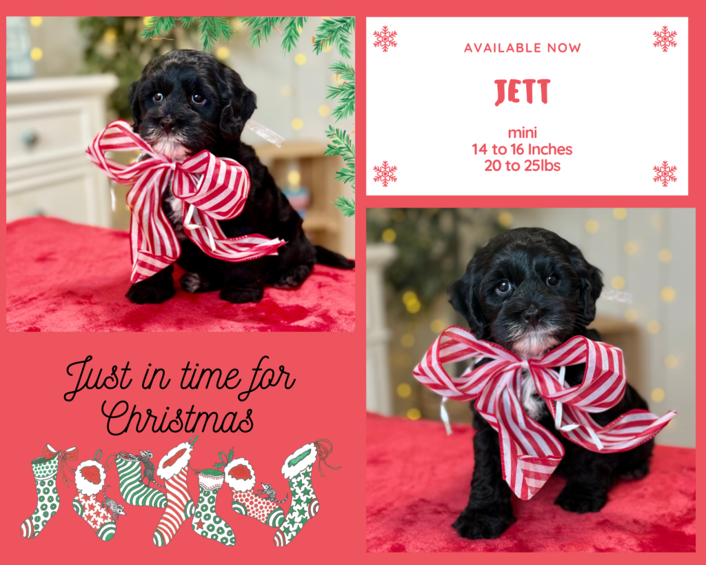 Mini Australian Labradoodle Puppy