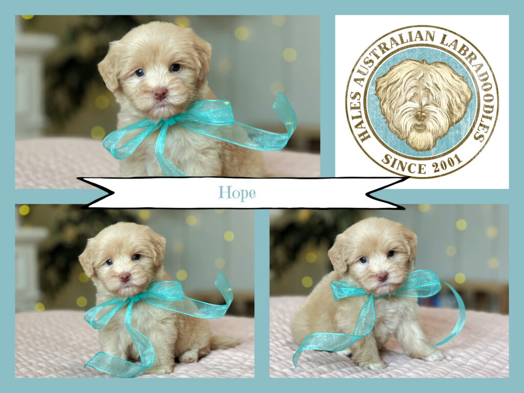 Ava B802 hope Caramel Australian Labradoodle Puppy
