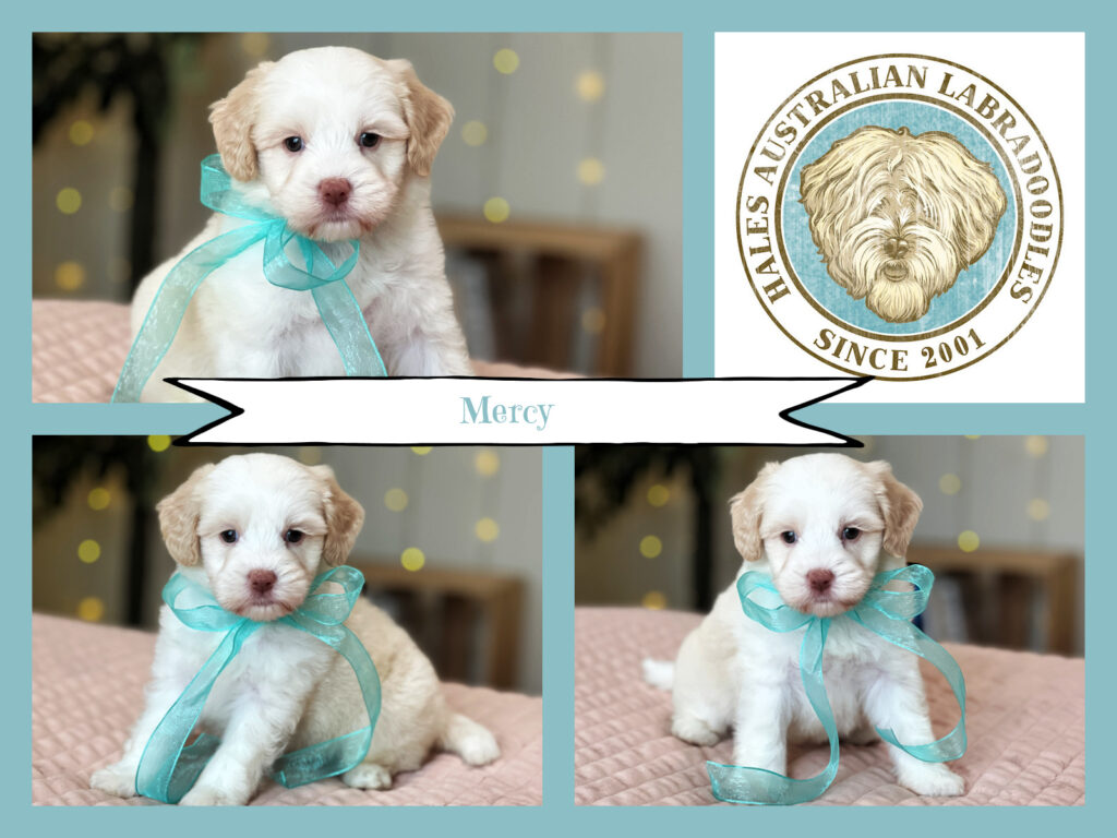 Ava b807 Mercy Caramel Tuxedo Australian Labradoodle Puppy