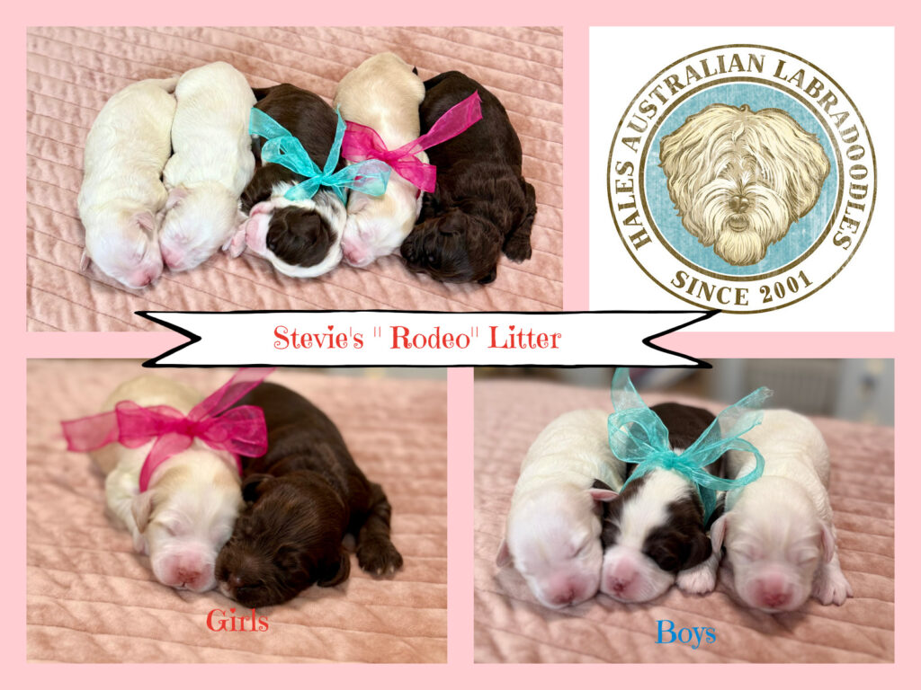 Australian Labradoodle Puppy