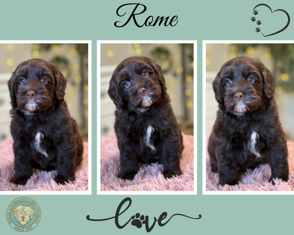 Mini Australian Labradoodle Puppy