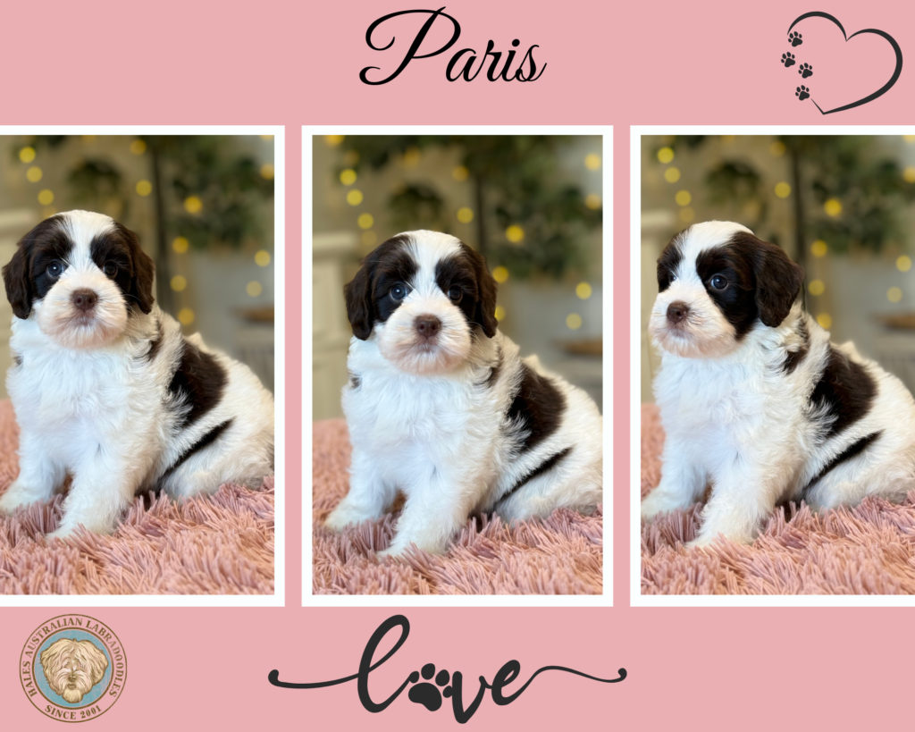 Mini Australian Labradoodle Puppy