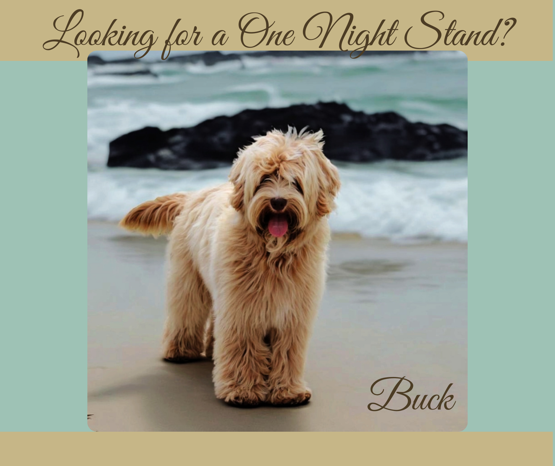 Mini Australian Labradoodle