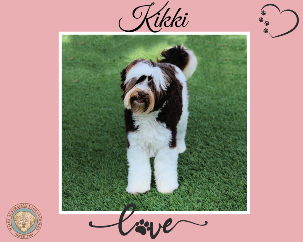 Kikki micro mini Australian Labradoodle