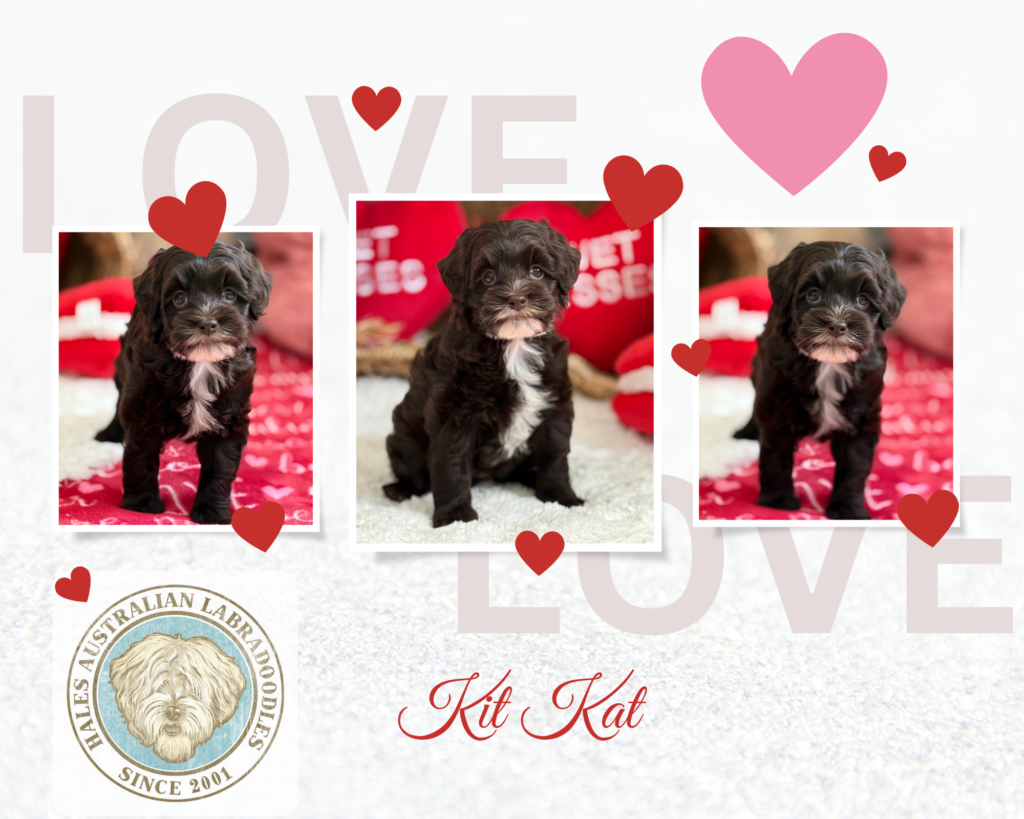 Micro Mini Australian Labradoodle Puppy