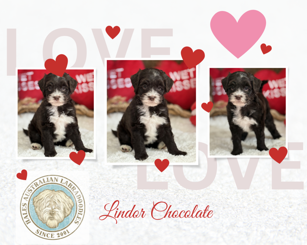 Micro Mini Australian Labradoodle Puppy