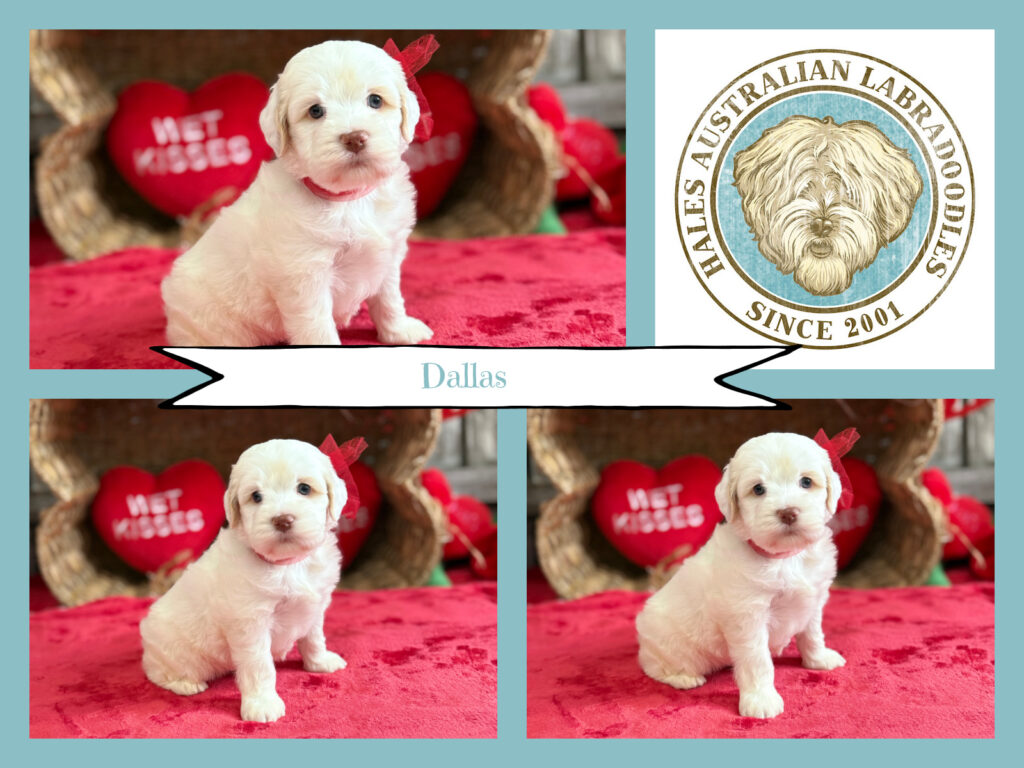 Caramel Ice Australian Labradoodle Puppy