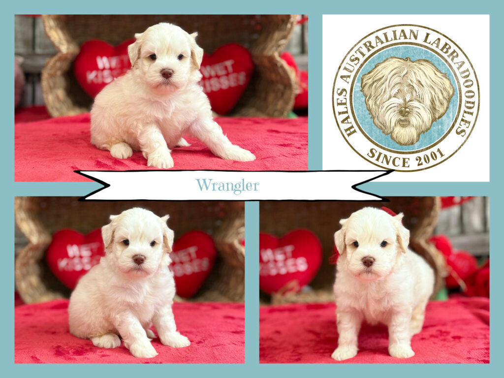 Caramel Ice Australian Labradoodle Puppy