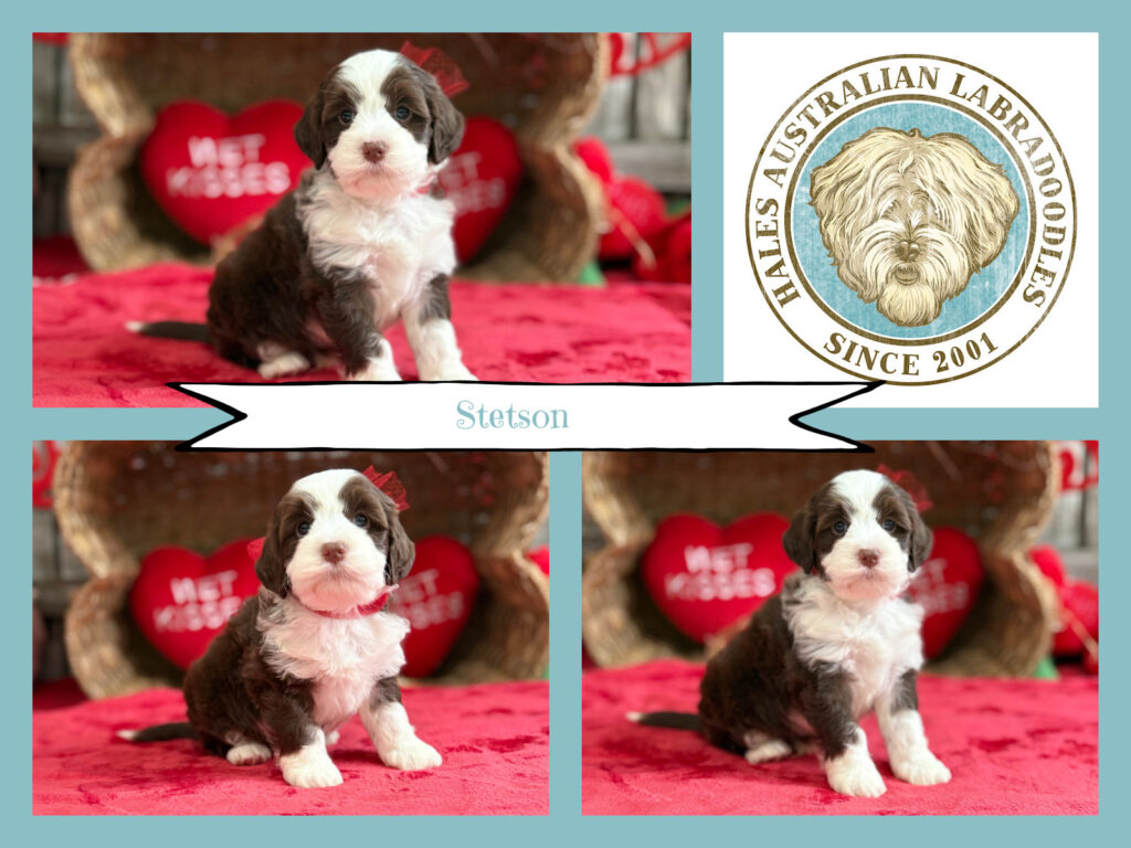 Chocolate Tuxedo Australian Labradoodle Puppy