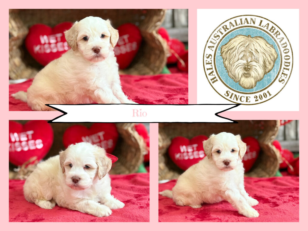 Caramel Ice Australian Labradoodle Puppy