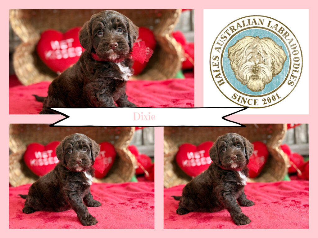 Chocolate Australian Labradoodle puppy